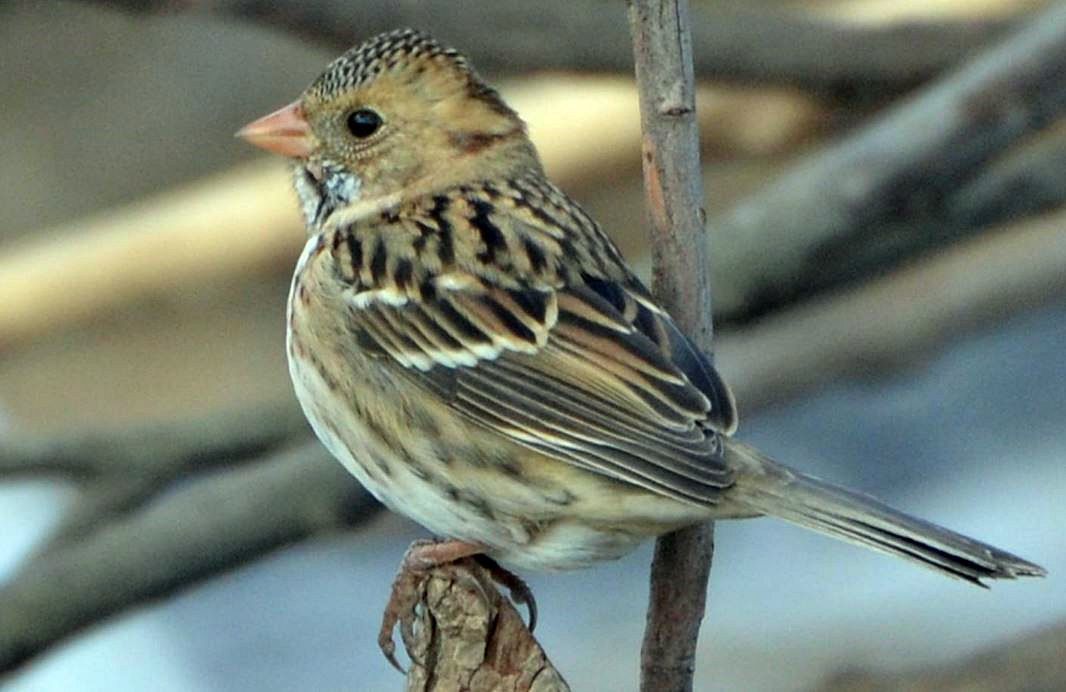 Harris's sparrow